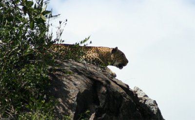 Serengeti leopard