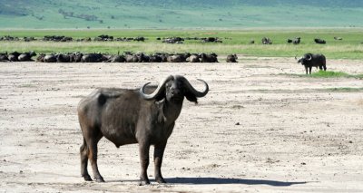 Nogorongoro buffalos