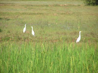 Herons