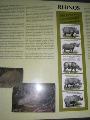 Java Rhinos