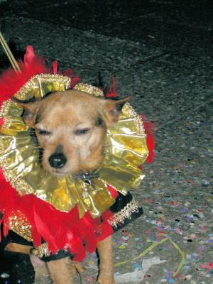 Carnival dog