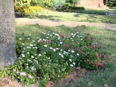 The periwinkles remain in bloom through November