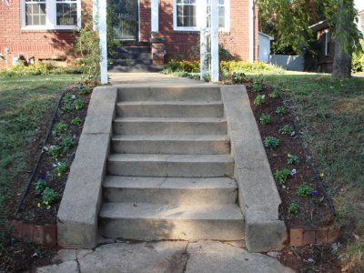 Newly planted pansies