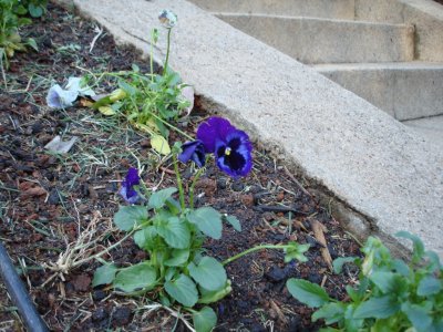Pansy