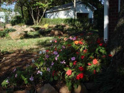 Impatiens