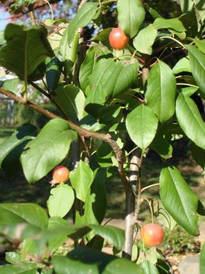 Crabapples