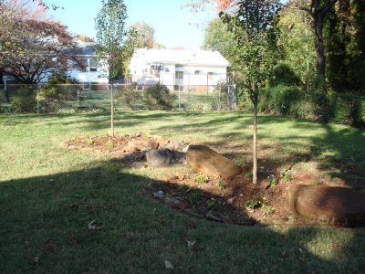The pear trees and their pansies