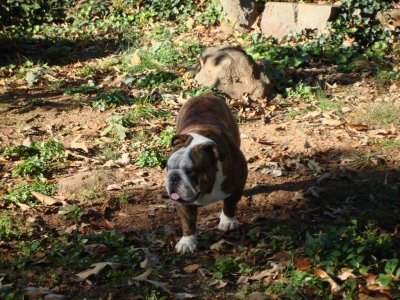 Woodland wildlife