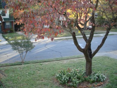 Periwinkles and the dogwood