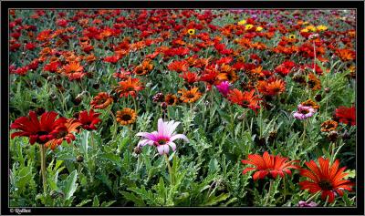 IMG_6550.jpg