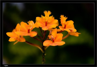 IMG_1097.jpg