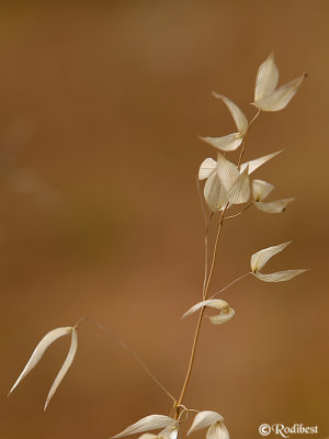 1DS80049.JPG