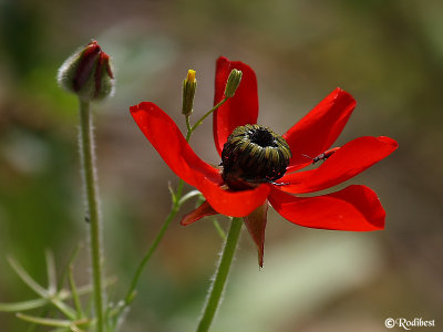 1DS80470.JPG