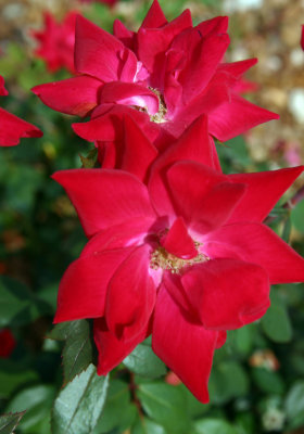 IMG_3299_sm.jpg