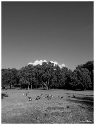Wild Geese in a Park