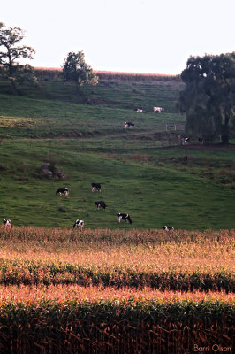 Cows on a Wisconsin Hillside