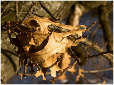 Winter Leaves