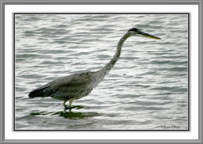 BigBird in Cold Water