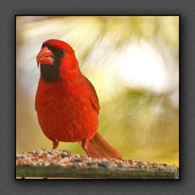 Cardinal #8