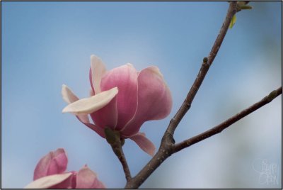 Magnolia #2