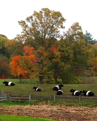 Belted Galloways