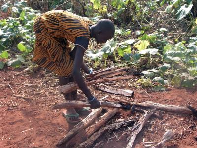 Girl Collects Firewood