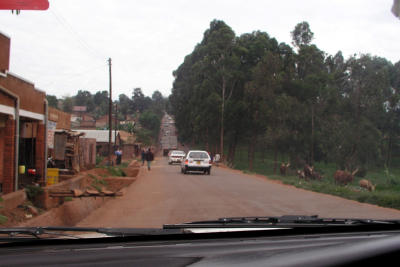 Kampala Street With Cows