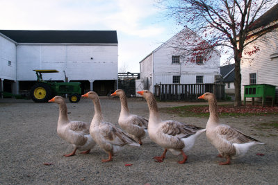 Five Geese at Codman Farm