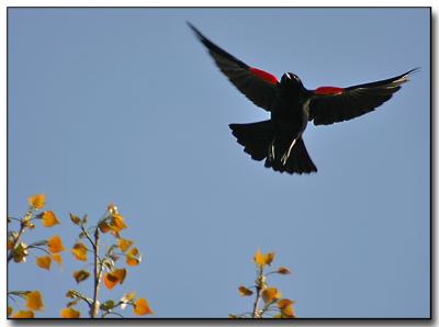 blackbird.jpg
