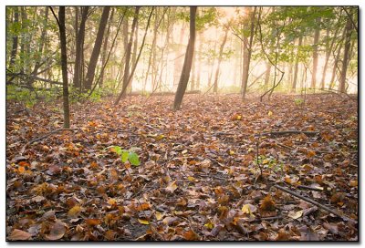 Leaves_02.jpg