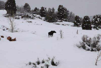 Bullwinkle spotted in Utah