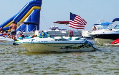 american lilly pad