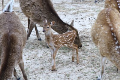 Global Wildlife Park  (12).JPG