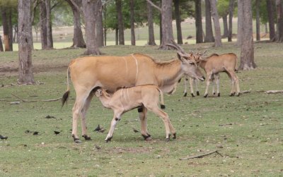 Global Wildlife Park  (16).JPG