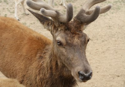 GKIDS visit the Global Wildlife Park