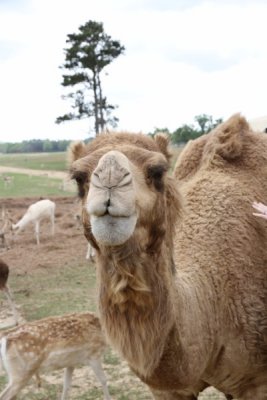 GKIDS visit the Global Wildlife Park