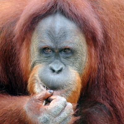  Audubon Zoo New Orleans