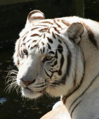 White Tiger.jpg