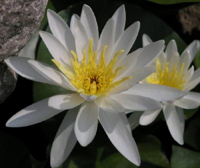 pond lilly.JPG