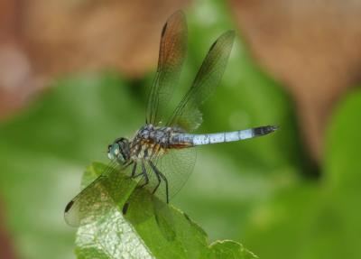 g3/27/538227/3/58533187.bluemoshawk.jpg