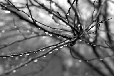 DSC_9121BW_small.jpg