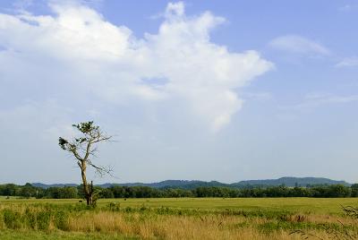 tree0762.jpg