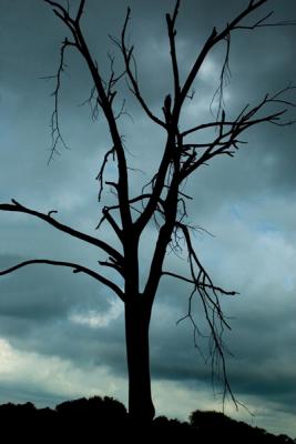 tree5375small.jpg