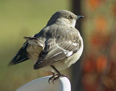 bird9168sm.jpg