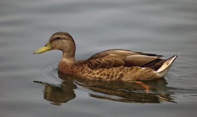 duck2539.jpg