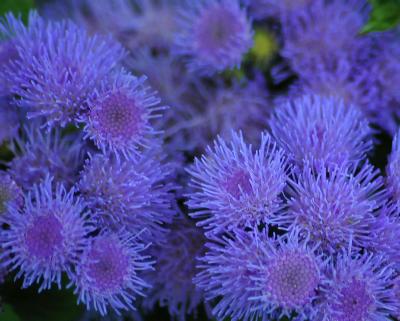 blue_9461.jpg