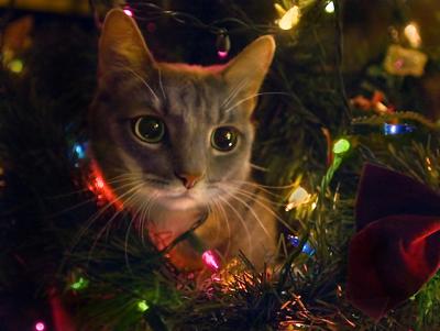 Thomas-15 minutes after we put up the Christmas tree...he was IN it!