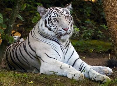 whitetiger_0899small.jpg