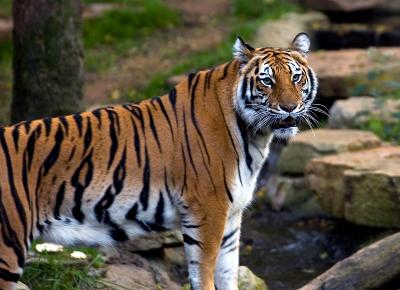 bengal_6439small.jpg