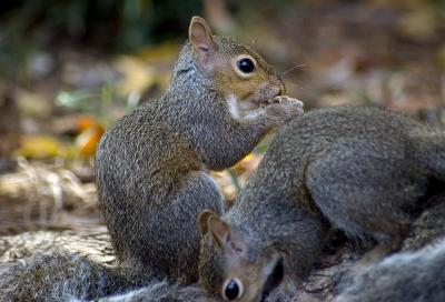 squirrels1_7523.jpg